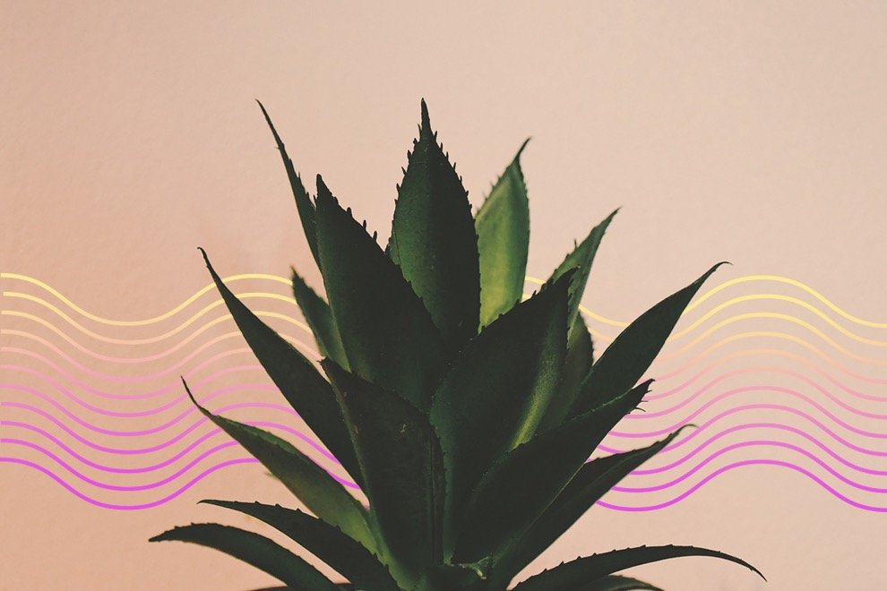 Are Plants Intelligent?