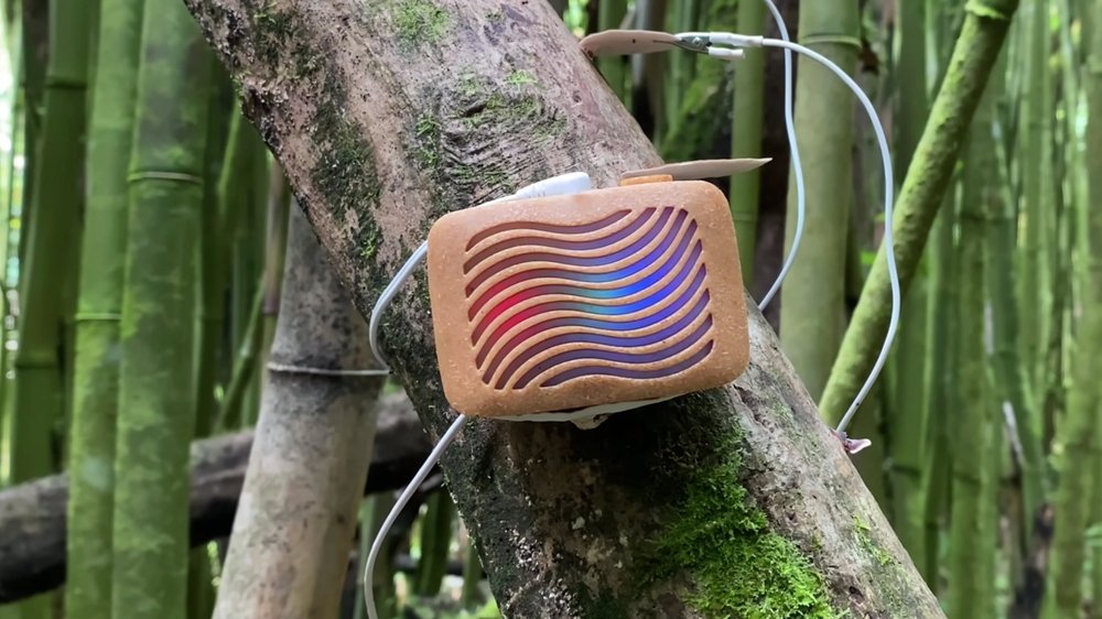 Listen To Mushroom Music