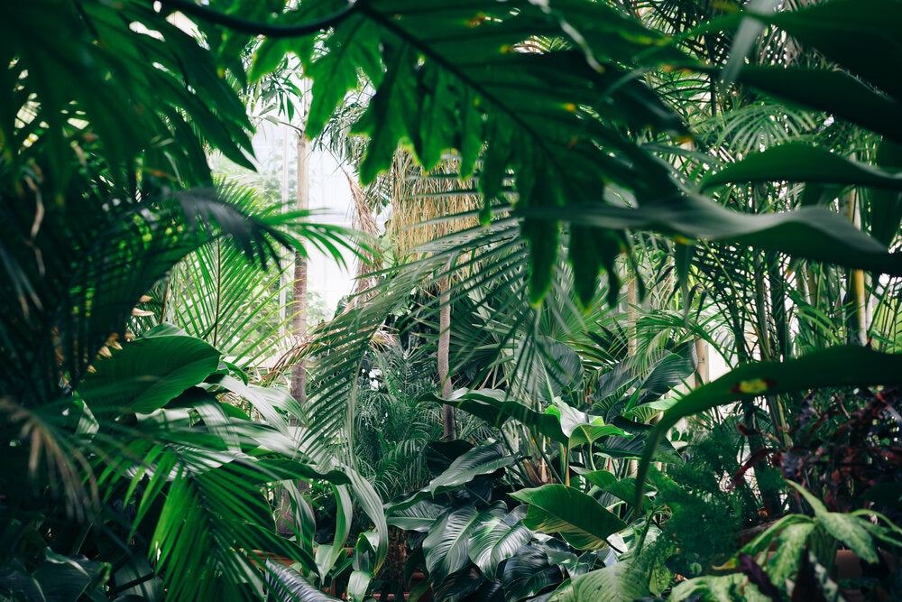 How Can I Listen To My Plants?