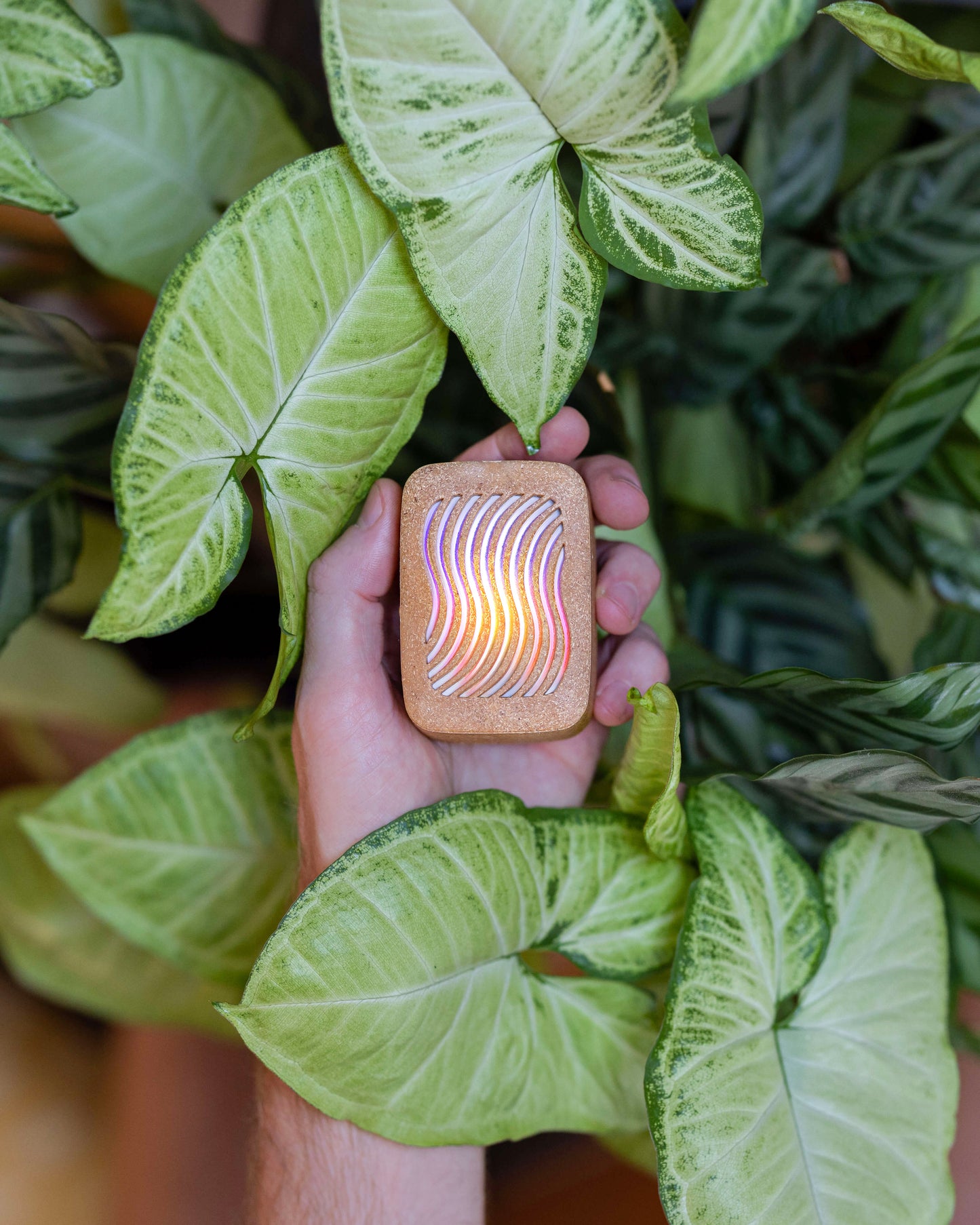PlantWave Black Friday Bundle
