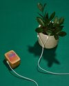 PlantWave Black Friday Bundle