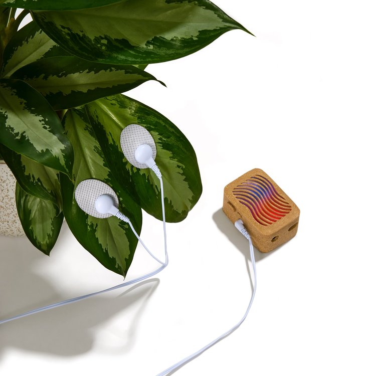 PlantWave – Gift