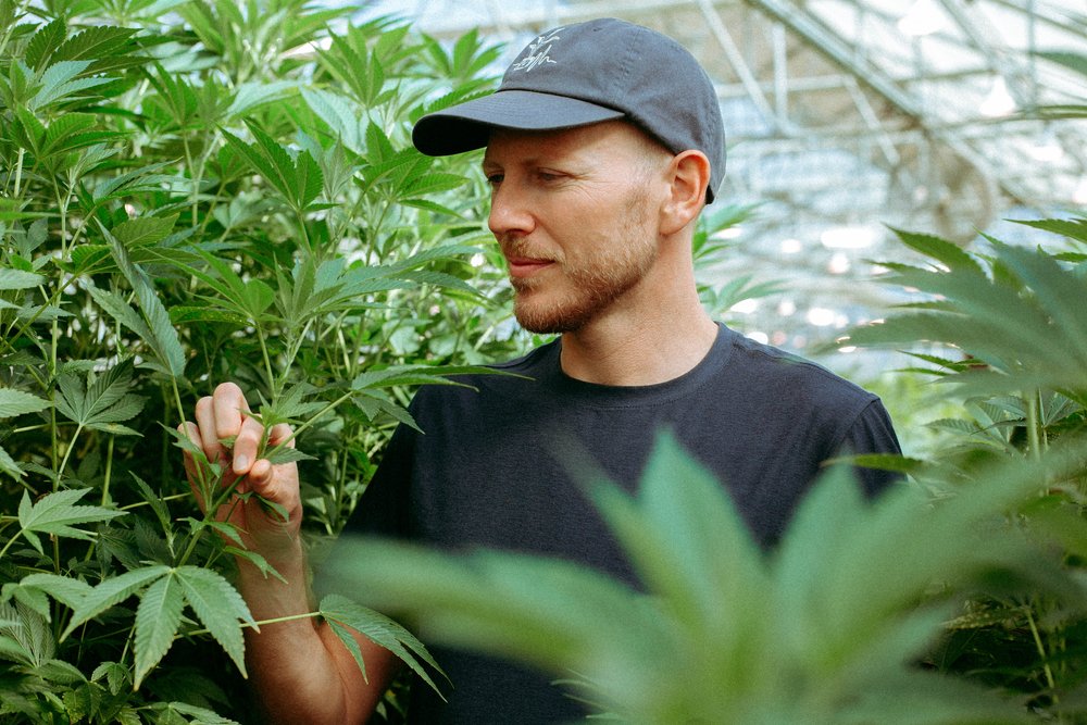 An Album Made With Cannabis Plants