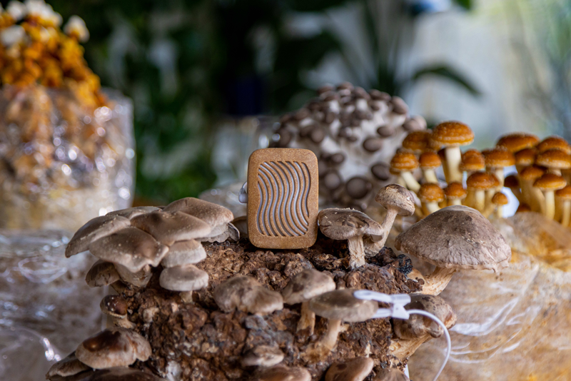 Mushroom Music: What It Is and How It Works