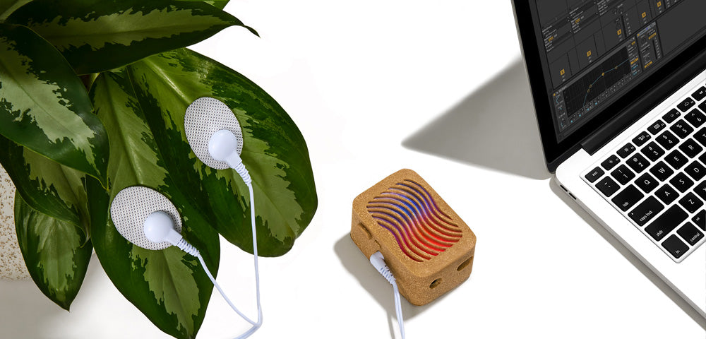 How to Use Plant MIDI in Ableton Live