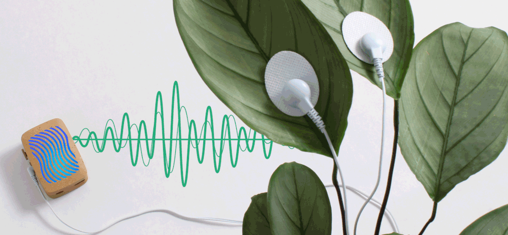 Is PlantWave Real? The Science Behind PlantWave
