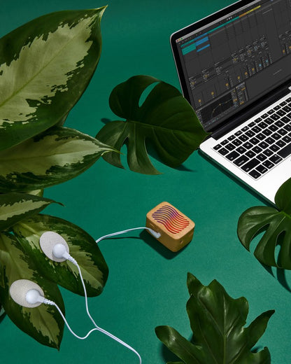 PlantWave – Gift
