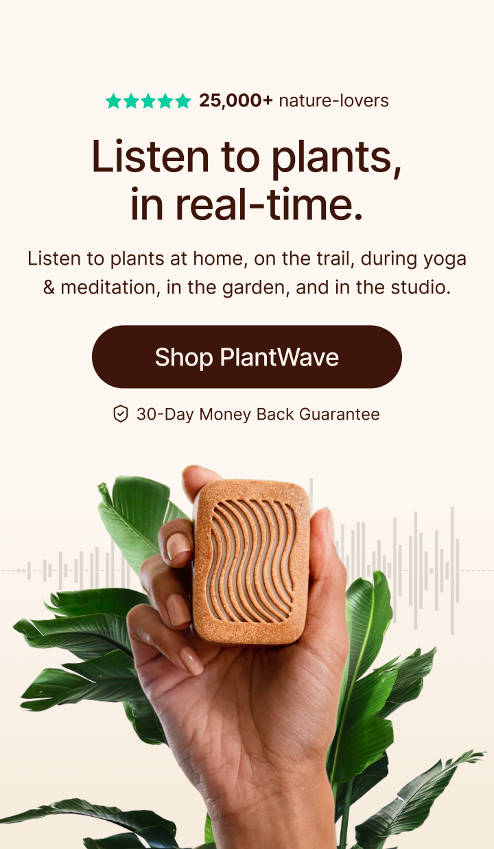 PlantWave plant music device held in hand, generating real-time music from plant signals connected to a living plant