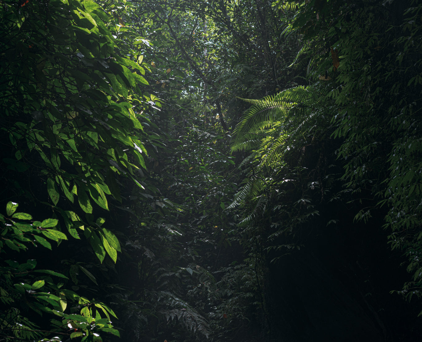 Is This “Plant Music Device” the Real Dream Come True for Nature