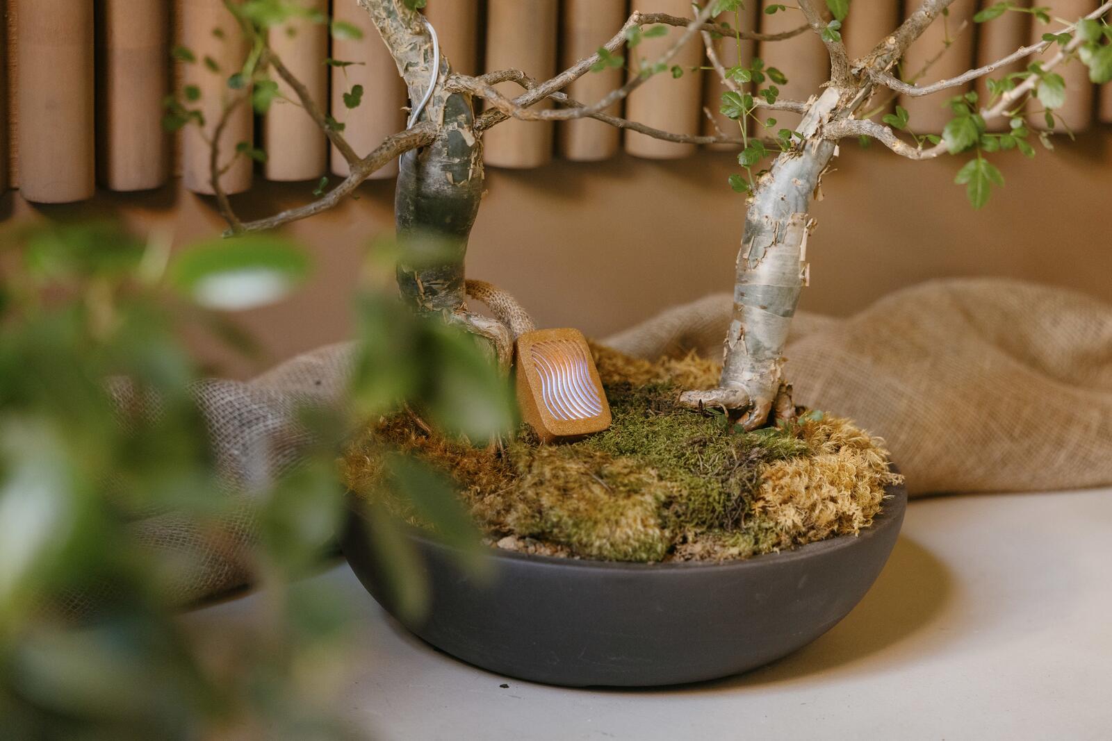 A PlantWave glowing on moss in a shallow bowl, beneath a bonsai with pale bark