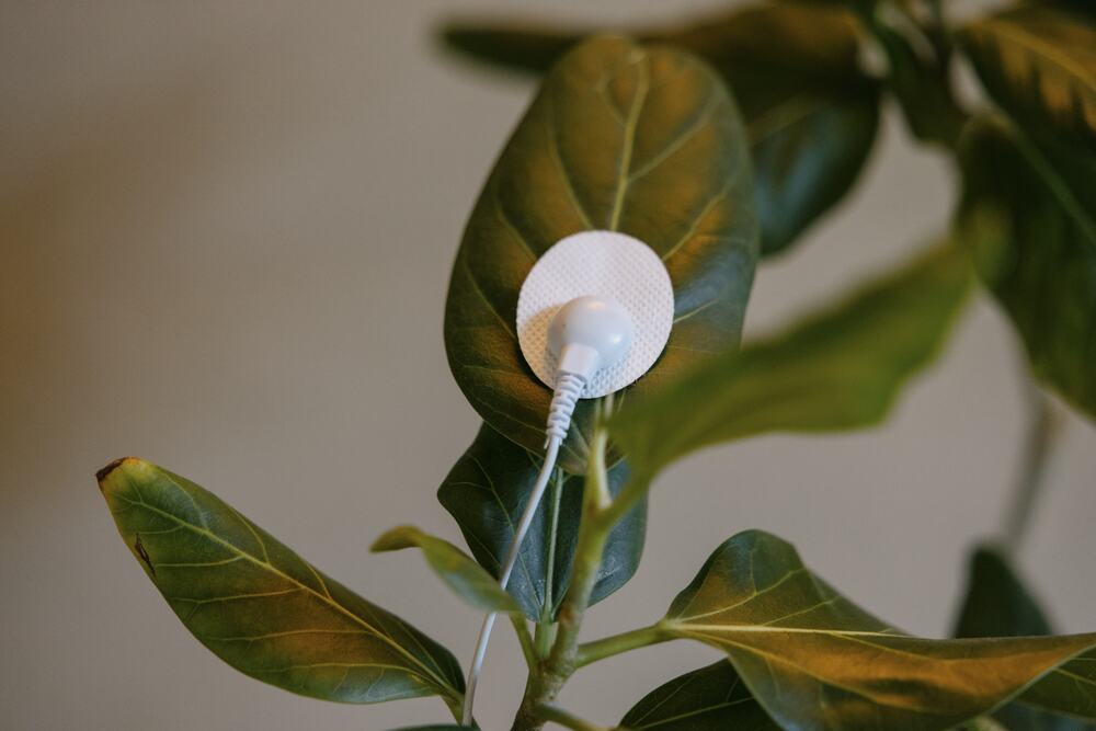 A white sensor pad on a leaf, with its cable running down to PlantWave
