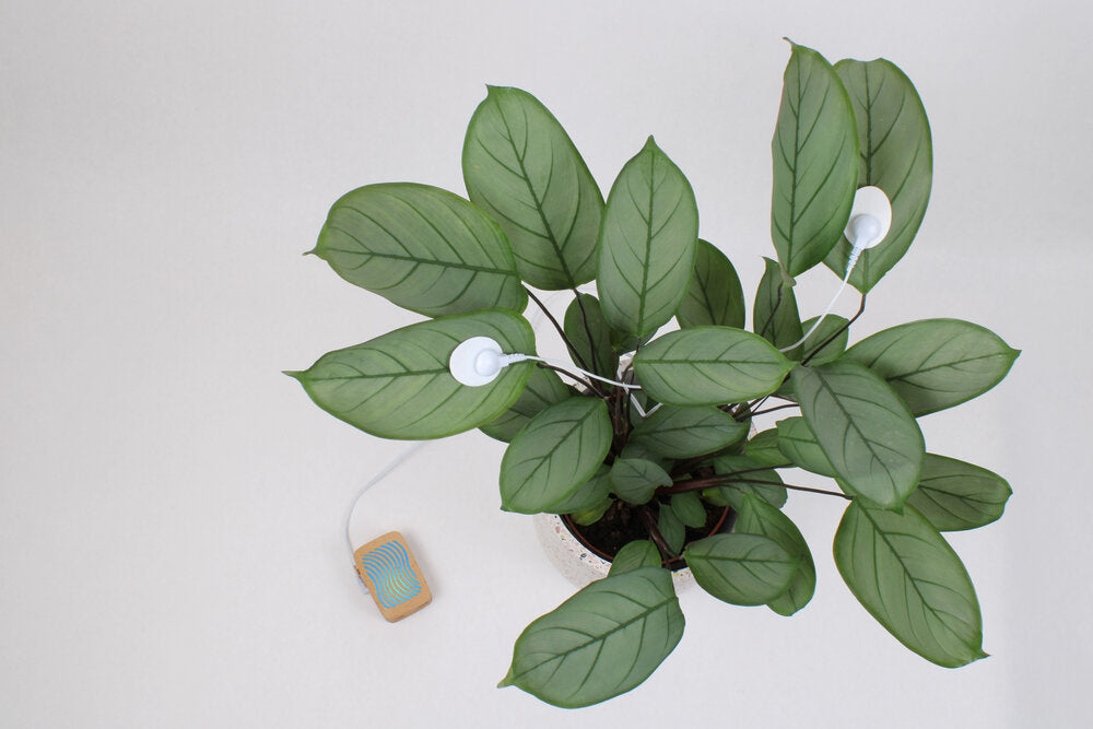 PlantWave – In Person Gift